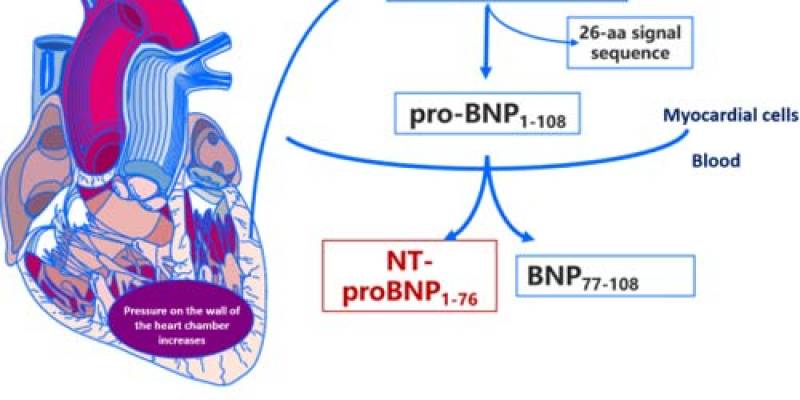 BNP veya NT- proBNP testi Nedir?