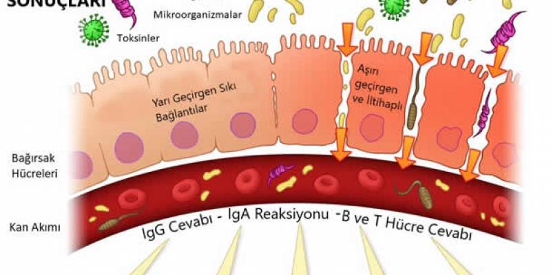 Flora Bakterileri (Yararlı Bakteriler) Nedir?