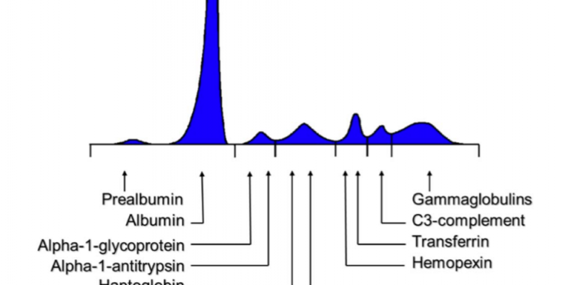 Prealbumin testi Nedir?